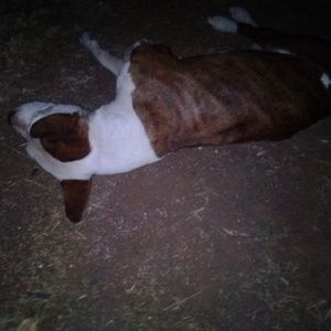 Meet your Posher, Jimmy